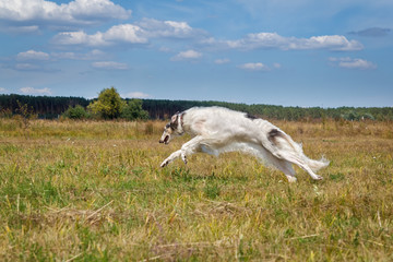 Obraz na płótnie Canvas Russian borzoi dog running in the field. Sunny day