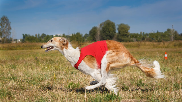 Coursing. Russian borzoi dog running in the field. Red shirt. Su
