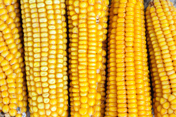Corn on the old rustic table