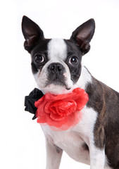 Boston Terrier mit Blume 1