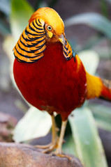 Beautiful Male Golden Pheasant Bird