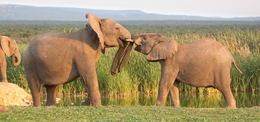 African Elephant Greeting