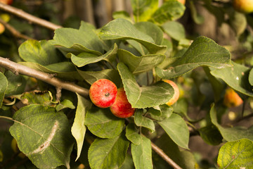 Яблоки на ветке дерева © trendyrowdy