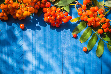 Autumnal background rowan fruits blue wooden board - obrazy, fototapety, plakaty