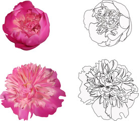 group of peony blooms isolated on white