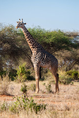Giraffe, Tsavo East National Park