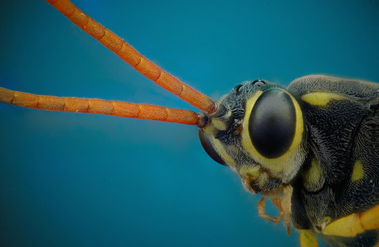 Microfotografia de la cabeza de una avispa realizada con la tecnica del apilado de imagenes