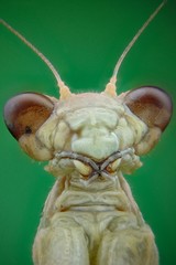 Microfotografia de la cabeza de una mantis religiosa realizada con la tecnica del apilado de imagenes