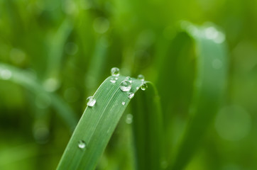 Fresh grass