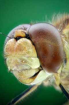 Microfotografia de la cabeza de una libelula realizada con la tecnica del apilado de imagenes