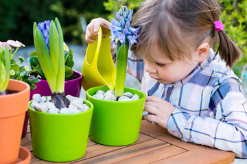 child girl watering flowers. Gardening, planting concept - little girl watering hyacinth after...