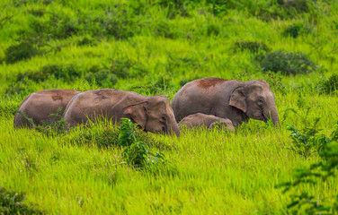 Small group of wild elephant walking in blady grass 