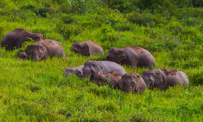 Big group of wild elephant walking in blady grass 