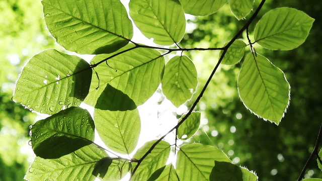 Green foliage in springtime on a sunny day