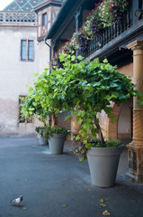Fototapeta na wymiar vignes en pot à Colmar 