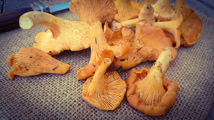 girolles 09092015