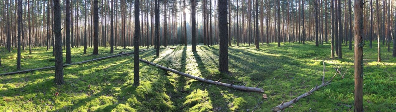 Fototapeta Early morning with sunrise in pine forest