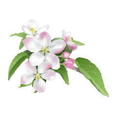 Apple blossom.
Hand drawn vector illustration of apple blossoms on white background - realistic style.  - 90986432