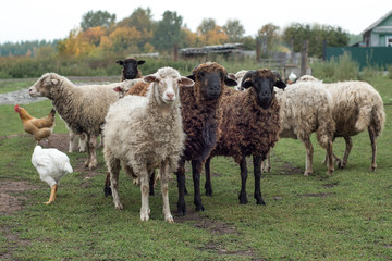 Sheep Looking in the Camera