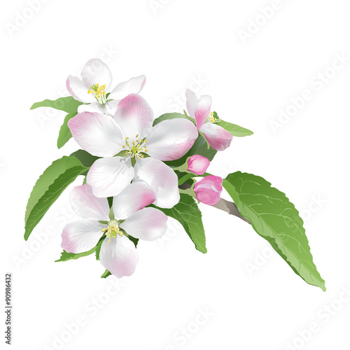 "Apple blossom. Hand drawn vector illustration of apple blossoms on