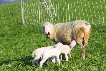 Lämmer saugen Muttermilch