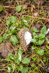 Pinecone covered with snow on the ground in the wood