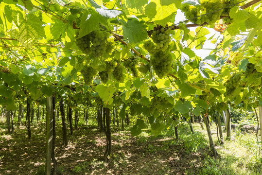 Vineyard in Getaria (Spain)