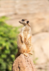Fototapeta premium Erdmännchen meerkat