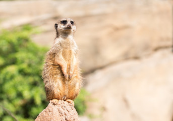 Fototapeta premium Erdmännchen meerkat