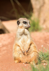 erdmännchen meerkat