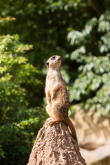 Naklejka na ściany i meble erdmännchen meerkat