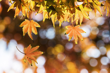 Autumn Leaf. Season for Background Use