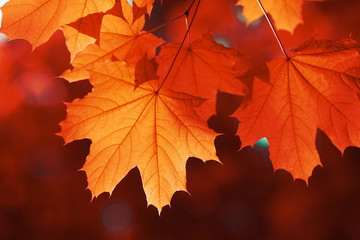 Naklejka na ściany i meble maple leaf red autumn