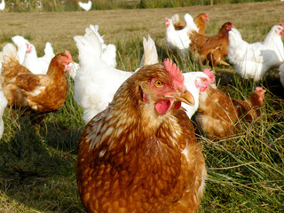 Braune Henne auf der Weide