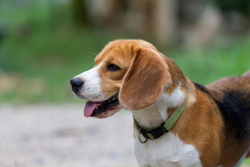 beagle portrait