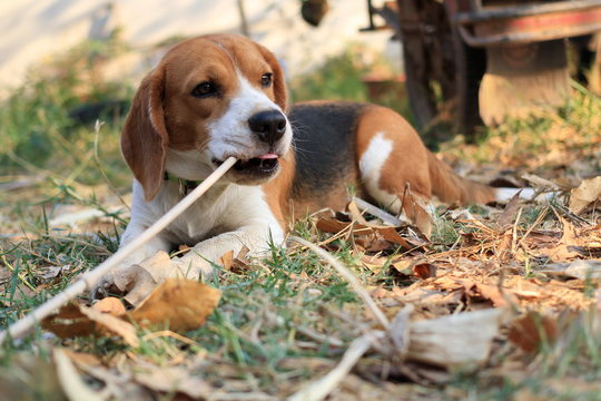 beagle chewing on grass