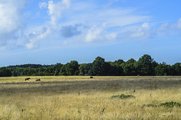 Fototapeta na wymiar field, horses and forest