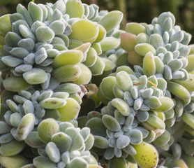 succulent plant