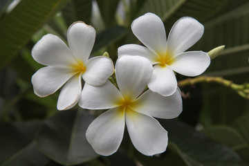 Fototapeta na wymiar white Plumeria flower in Thailand