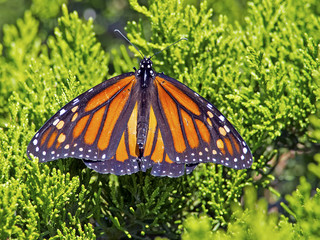 Monarch Butterfly on tree