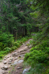 Fototapeta na wymiar Green Forest Trail