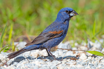 Blue Grosbeak standing on a dirt road.