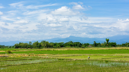Fototapeta premium Rice field and blue sky with cloud