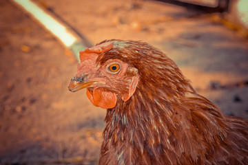 Rooster on the farm.