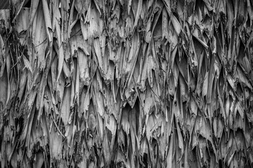 Straw pattern Thatch background.