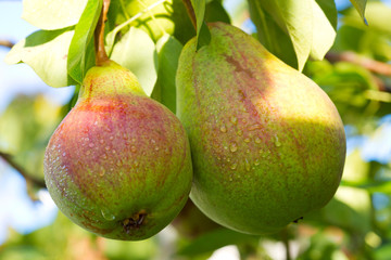 Green pears .