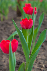 red tulip flower in garden