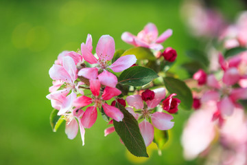 Beautiful apple tree flowers