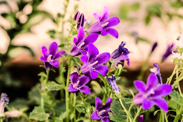 Beautiful Violet Flowers.