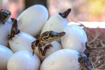 stuff of Little baby crocodiles are hatching from eggs